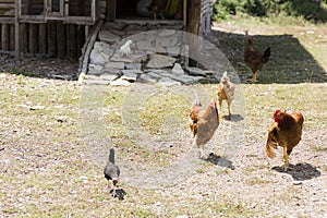Free-range rooster and hens