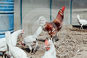 A free range Rooster looking for food in a grassy field with his hens on a farm.Free range chicken