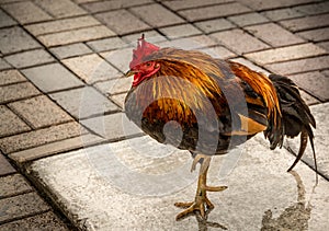 Free range rooster standing on one leg