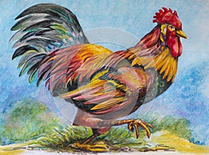 Free range Rooster watercolor