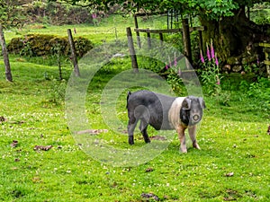 Free range saddleback pig looks at the camera, Dartmoor, UK.