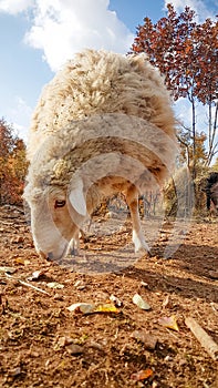 Free range sheep grazing