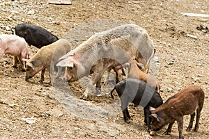 Free Range Sow With Piglets