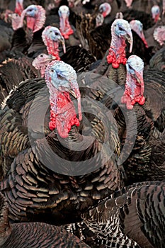 Free-Range Turkeys