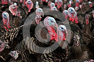 Free-Range Turkeys photo
