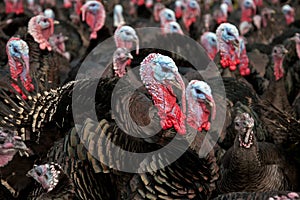 Free-Range Turkeys