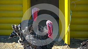 Free range turkeys in farm in village. Turkey-cock , turkey. Poultry yard, farming, agriculture poultry production