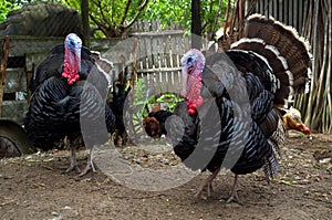 Free range turkeys