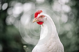 Free range white chicken leghorn breed