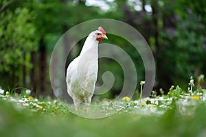 Free range white chicken leghorn breed in summer garden