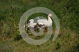 Free range white geese in an open field