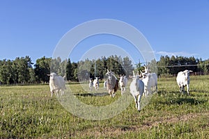 Free-range white goat family running in sustainable organic farm with green fields under blue sky