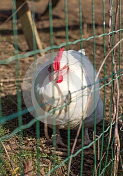 Free range white hen enjoying sun, daylight through wire fence