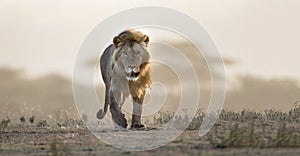 Free ranging African male lion carnivore walking over hill