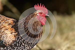 Free-ranging barnyard rooster with colorful plumage, outdoor breeding