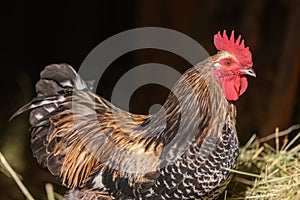 Free-ranging barnyard rooster with colorful plumage, outdoor breeding