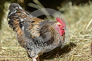 Free-ranging barnyard rooster with colorful plumage, outdoor breeding