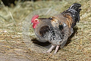 Free-ranging barnyard rooster with colorful plumage, outdoor breeding