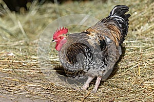 Free-ranging barnyard rooster with colorful plumage, outdoor breeding