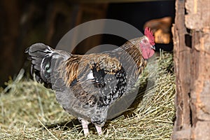 Free-ranging barnyard rooster with colorful plumage, outdoor breeding