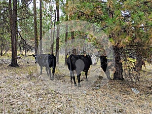 Free Ranging Beef Cattle In The Forest