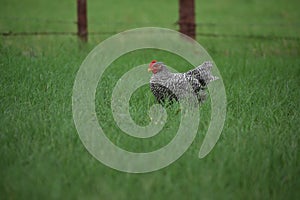 Free Ranging Black and White Rooster