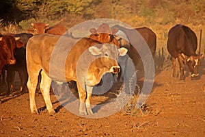 Free ranging cattle