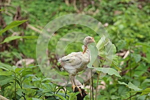A free ranging chicken that is missing some feathers photo