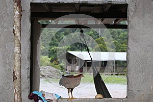 A free ranging chicken standing in the window from behind photo