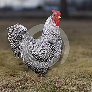 Free ranging Dominique chicken rooster in full glory