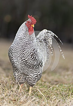 Free ranging Dominque chicken rooster