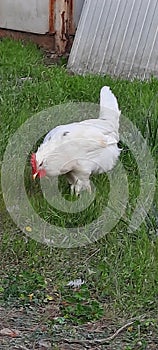 A free ranging leghorn pullet on the grass photo