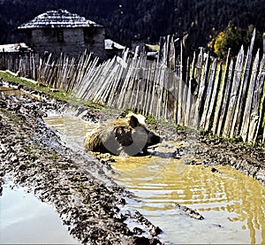 A free  ranging pig is wallowing in the mud - Svaneti photo