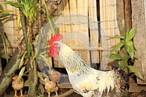 A free raning white colored hen without tail