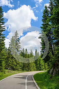 Free Road among Beautiful Forest in the National Park Durmitor, Montenegro