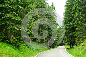 Free Road among Beautiful Forest in the National Park Durmitor, Montenegro