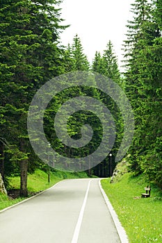 Free Road among Beautiful Forest in the National Park Durmitor, Montenegro