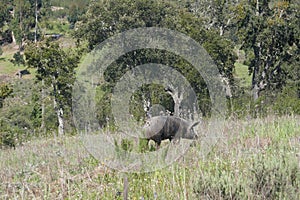 Free-roaming black pig, Pata negra pig, graze on the extensive natural terrain of a farm in Portugal, in the Alentejo.