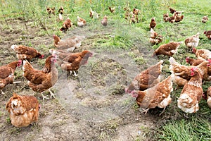 Brown hens picking in farmyard photo
