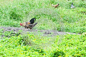Free-roaming hen and rooster pecking on meadow in green nature, Rarotonga, Cook Islands photo