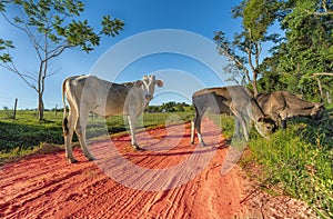 Free-roaming cows in Paraguay