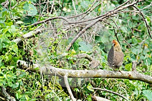 Free-roaming hen with chick sitting on branch inbetween green nature, Rarotonga, Cook Islands photo