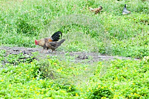 Free-roaming hen and rooster pecking on meadow in green nature, Rarotonga, Cook Islands