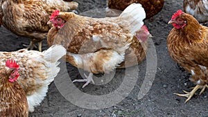 Free-roaming hens in chicken yard.