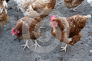 Free-roaming hens in chicken yard. Free-range chickens with brown and cremy white feathers in the farm`s chicken yard.