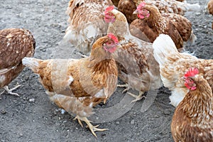 Free-roaming hens in chicken yard. Free-range chickens with brown and cremy white feathers in the farm`s chicken yard.