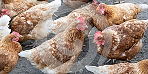 Free-roaming hens in chicken yard. Free-range chickens with brown and cremy white feathers in the farm`s chicken yard.