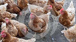 Free-roaming hens in chicken yard. Free-range chickens with brown and cremy white feathers in the farm`s chicken yard.