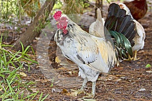 Leghorn Rooster photo