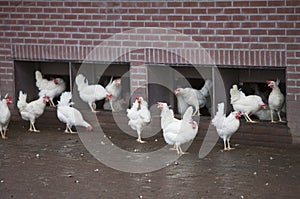 Free roaming white chickens on organic farm near utrecht in holland